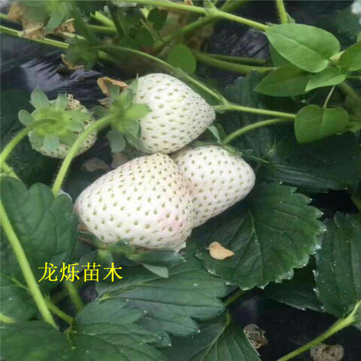 合肥10公分小白草莓均衡式施肥